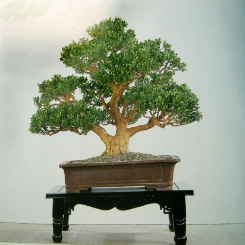 Bonsai, cay canh nghe thuat, cây cảnh nghệ thuật